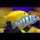 Maylandia lombardoi 6-8cm 12,50 €
