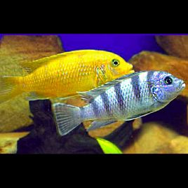 Maylandia lombardoi 6-8cm 12,50 €