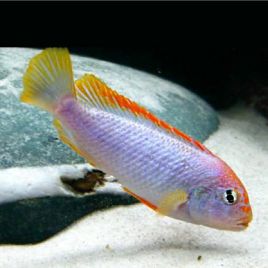 Pseudotropheus Red Top Ndumbi le lot de 2