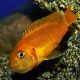 Chindongo saulosi Coral Red 4-5cm 8,50 €