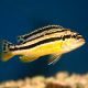 Melanochromis Auratus 4-5 cm         7,50 €