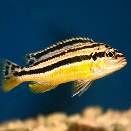 Melanochromis Auratus 4-5 cm         7,50 €