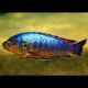 Pseudotropheus Sp Williamsi 5-6cm