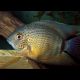 Heros severum vert - lot de 2 14,50 €