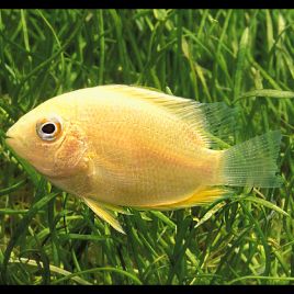 Heros severus doré - Cichlasoma severum 3-4cm 