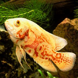 Astronotus Ocellatus Oscar rouges tigré albino 5-6cm lot de 2