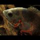 Astronotus Ocellatus Oscar Tigre rouge 5-6 cm 9,50 €