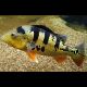 Cichlasoma Ocellaris (coloration juvénile) 5-6cm 27,50 €