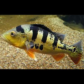 Cichlasoma Ocellaris (coloration juvénile) 5-6cm 27,50 €
