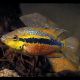 Cichlasoma Salvini - Trichromis salvini 6-8 cm 14,50 €