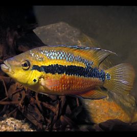 Cichlasoma Salvini - Trichromis salvini 6-8 cm 14,50 €