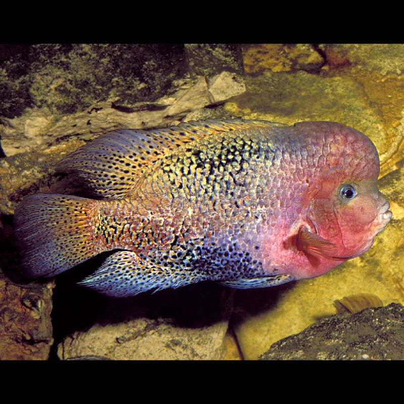 Cichlasoma Synspilum 4-5cm Cichlidés Américain