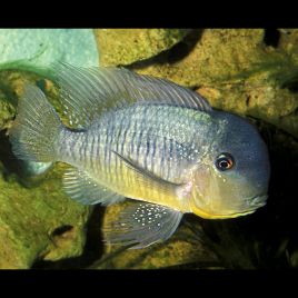 Gymnogeophagus balzanii 6-8 cm