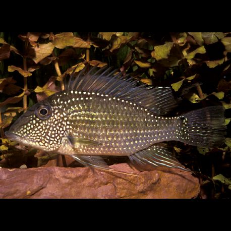 Geophagus Jurupari - Satanoperca jurupari 4-5 cm 9,50 €