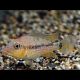 Geophagus Steindachneri 6-7 Cm 8,50 €