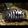Cichlasoma Nigrofasciatum - Amatitlania nigrofasciata 4-5cm lot de 5