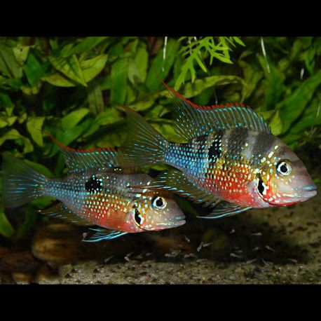 Thorichthys ellioti 5-6 cm lot 2  16,50 €