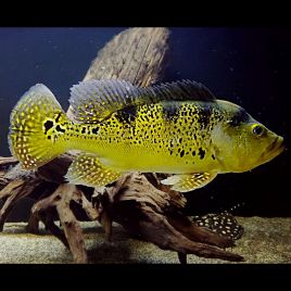 Cichlasoma Kelberi (Coloration juvénile) 7-8 cm 