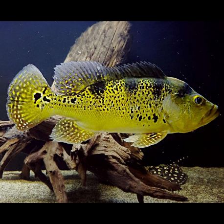 Cichlasoma Kelberi (Coloration juvénile) 7-8 cm 