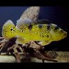 Cichlasoma Kelberi (Coloration juvénile) 7-8 cm