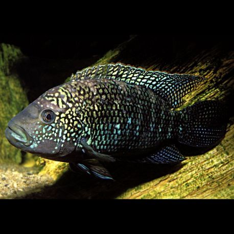 Rocio octofasciata - Jack Dempsey lot de 2