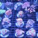 Acanthastreas 4-6 cm 97,50 €
