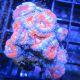 Acanthastreas 4-6 cm 97,50 €
