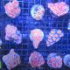 Acanthastreas 4-6 cm 97,50 €