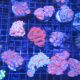Acanthastreas 4-6 cm 97,50 €