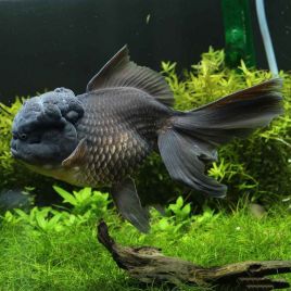 Tête de Lion noir XL Grade A