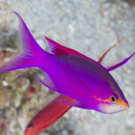 Pseudanthias tuka mâle (5-7 cm)