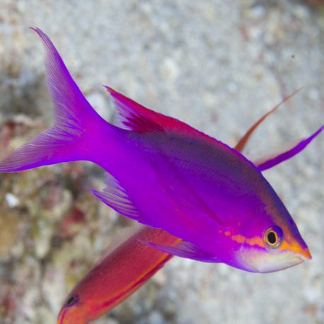 Pseudanthias tuka mâle (5-7 cm) 37,90 €