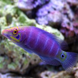 Pseudocheilinus ocellatus 3-5 cm