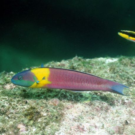 Thalassoma lucasanum mâle : 10-15 cm  