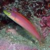 Pseudojuloides severnsi femelle