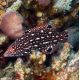 Bodianus diana : 7-10 cm  