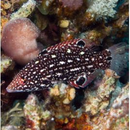 Bodianus diana : 7-10 cm  