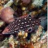 Bodianus diana : 7-10 cm  