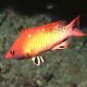 Bodianus diana : 10-12 cm  57,50 €