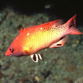 Bodianus diana : 10-12 cm  57,50 €