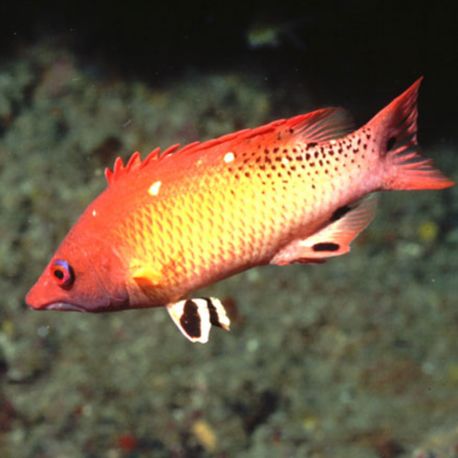 Bodianus diana : 10-12 cm  57,50 €