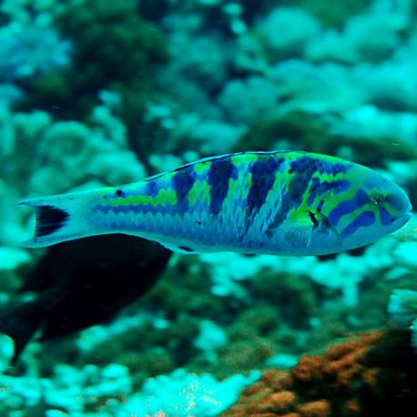 Thalassoma hardwicke 10-12 cm  