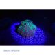 Aqua Medic BLUE torche alu 20,55 €