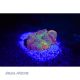 Aqua Medic BLUE torche alu 20,55 €
