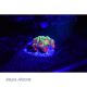 Aqua Medic BLUE torche alu 20,55 €