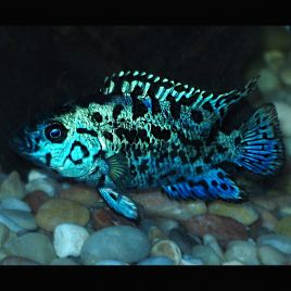 rencontres poissons en ligne