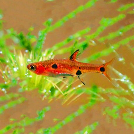 Boraras maculatus - Rasbora nain 