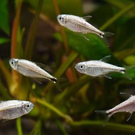 Hyphessobrycon Eos-Néon Doré 2,00 €