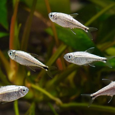 Hyphessobrycon Eos-néons dorés