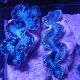 Tridacna Maxima bleu 5-7 cm 